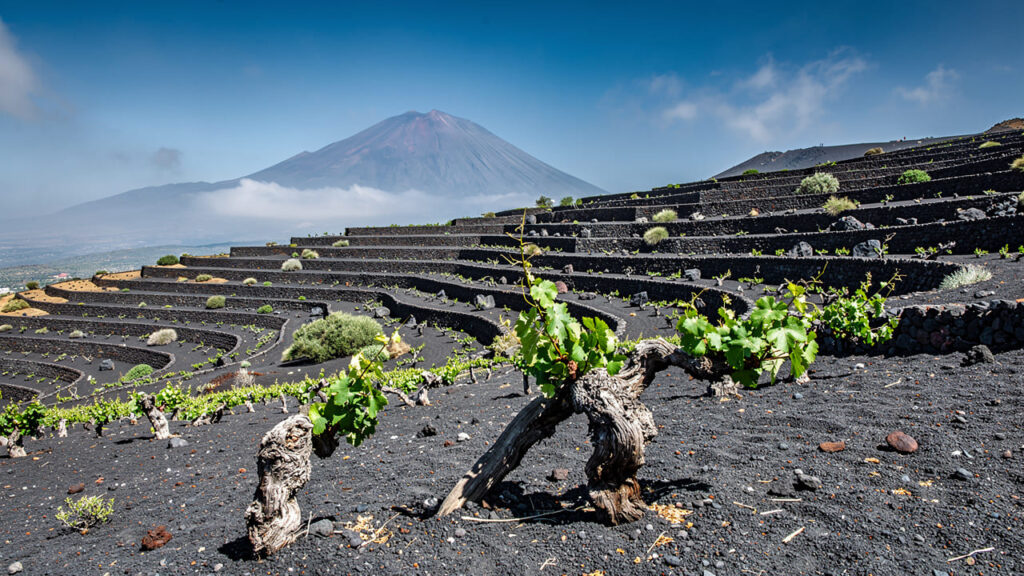 Wijngaarden op vulkanische hellingen van de Etna op Sicilië. Wijngaarden op vulkanische hellingen van de Etna op Sicilië.