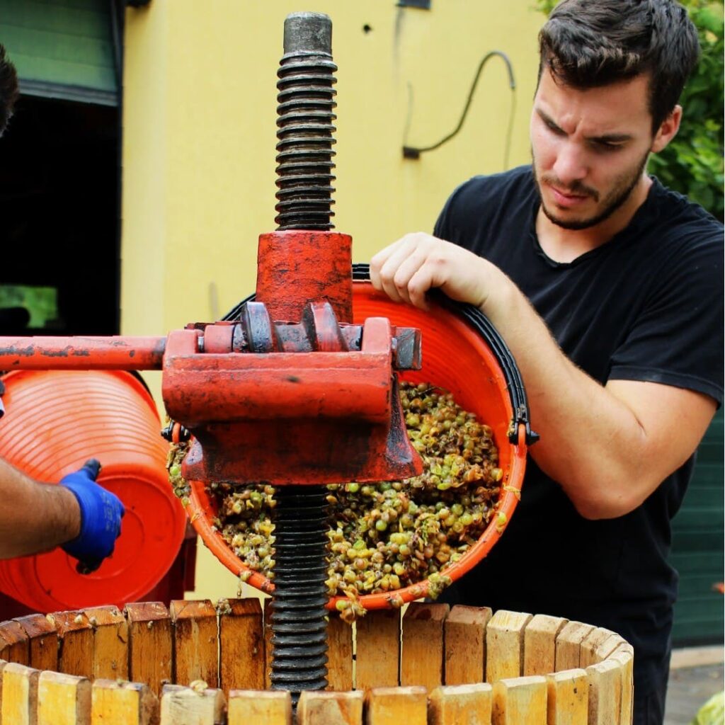 Kleine wijnmaker doet druiven met de hand in de pers. De druiven pers word met de hand gevuld door kleine wijnmaker